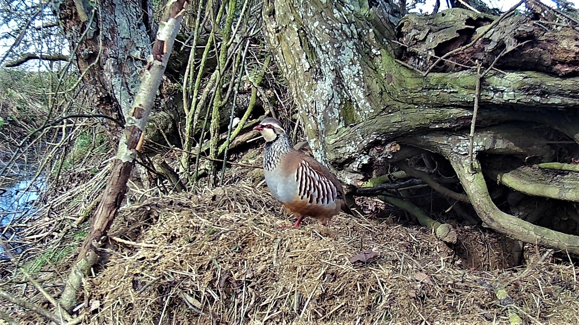 Red legged partridge